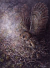 Owl at Night