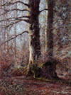 Tottiford Wood